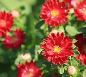20 annuals that scatter seeds and return season after season