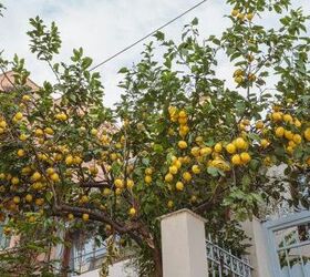8 Easy Ways to Clean With Lemon Around the House | Simplify
