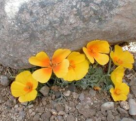 How to incorporate sustainable landscaping practices as a homeowner