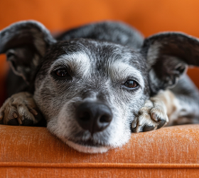 6 smart things pet owners can do to lower their spending