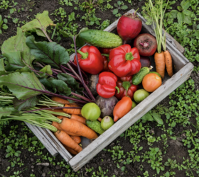 The best vegetables you should grow according to your state & climate