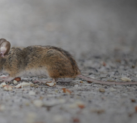 7 ways to keep mice far away from your house without calling in the professionals
