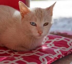 Why this couple switched from tent camping to van life with their cat