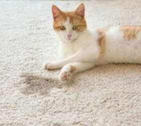 This carpet cleaner will get the worst stains out of your carpet (no matter who made them)