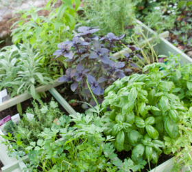 Herb gardening 101: These are the best herbs for beginners (and how to grow them!)