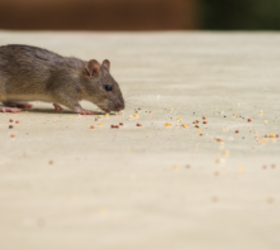 Eek! How to prevent, identify, and eliminate a mouse infestation effectively