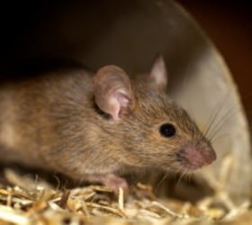 7 ways to stop mice from coming without expensive professional help